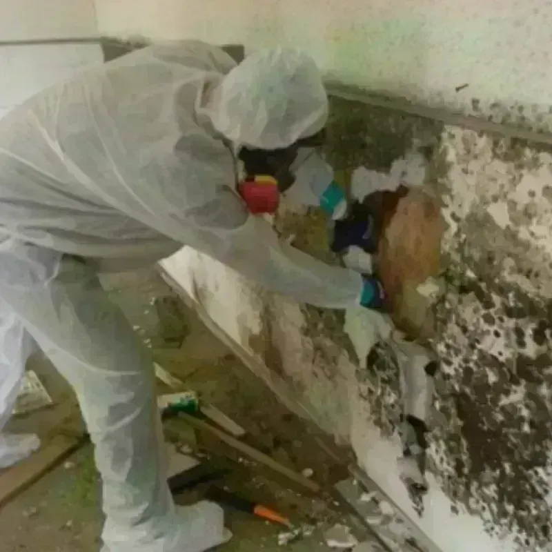 Mold Remediation and Removal in Beulah, MI